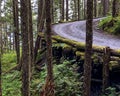 Scenic view of a winding road snaking its way through a lush, green forest in Alaska Royalty Free Stock Photo