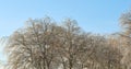 Scenic view of winter beech trees with no leaves, clear blue sky and copy space in remote countryside forest in Norway Royalty Free Stock Photo