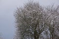 Scenic view of winter leafless trees covered with snow on a cloudy day Royalty Free Stock Photo