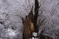 Scenic view of winter leafless trees covered with snow on a cloudy day Royalty Free Stock Photo