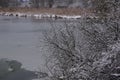 Scenic view of winter leafless trees covered with snow on a cloudy day Royalty Free Stock Photo