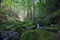 Scenic View with wood bridge over wild river in the Ravennaschlucht Royalty Free Stock Photo