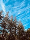 Scenic view of a wooded area composed of tall pine trees against a cloudy blue sky Royalty Free Stock Photo