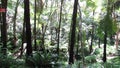 Scenic wooded area in Hakgala botanical garden Sri lanka