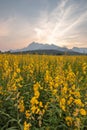 Scenic view of Yellow Flower field before sunset.Crotalaria juncea, known as sunn hemp is a tropical Asian plant of the legume Royalty Free Stock Photo