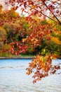 Scenic view of young oak tree in autumn city park with beautiful with colorful leaves above lake Royalty Free Stock Photo