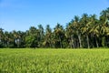 Scenic views of paddy fields and coconut trees Royalty Free Stock Photo