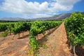 Scenic vineyard landscape - South Africa Royalty Free Stock Photo