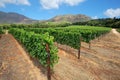 Scenic vineyard landscape - South Africa Royalty Free Stock Photo