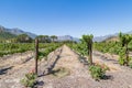 A South African Vineyard Royalty Free Stock Photo