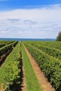 Scenic vineyard view: rows of green grape bushes on the blue sky background Royalty Free Stock Photo