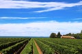 Scenic vineyard view: rows of green grape bushes on the blue sky background Royalty Free Stock Photo