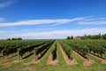 Scenic vineyard view: rows of green grape bushes on the blue sky background