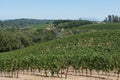 Scenic vista of the vines at a vineyard in Napa Valley, CA. Royalty Free Stock Photo