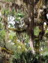 Scenic Walk - Bulow Plantation Ruins Historic State Park near Daytona - Monument