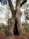 Scenic Walk - Bulow Plantation Ruins Historic State Park near Daytona - Monument