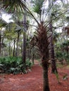 Scenic Walk - Bulow Plantation Ruins Historic State Park near Daytona - Monument