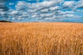 Scenic wheat field under cloudy sky. Royalty Free Stock Photo