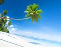 Scenic White Sand Beach Summer Tree Concept