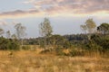 Scenic wilderness in the wetlands, nature protection area