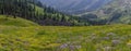 Scenic wildflower meadow in Colorado rocky mountains Royalty Free Stock Photo