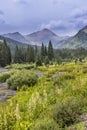 Wildflower meadow by slate river along Lupine trail in Colorado