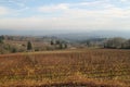 Scenic of Willamette Valley vineyard in fall