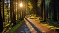 Scenic winding forest path with sunlight filtering through trees top down view. Royalty Free Stock Photo
