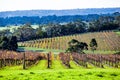 Winery in autumn on Mornington Peninsula. Royalty Free Stock Photo