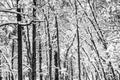 Scenic Winter Forest Pattern