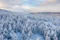 Scenic winter landscape. Beautiful aerial view of a snowy forest and a sea bay. Royalty Free Stock Photo