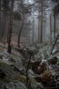 Scenic winter landscape featuring a peaceful forest of tall trees covered in snow and frost