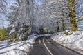 Scenic winter landscape featuring a winding road covered in a blanket of snow flanked by tall trees Royalty Free Stock Photo