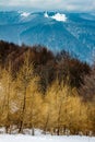 Scenic Winter landscape with layers of forests and mountain ridges - larch trees in foreground and a snowy peak in the distance