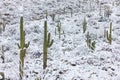 Saguaro cactus with snow in the desert at Saguaro National Park  Arizona Royalty Free Stock Photo