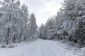 Road through forest covered in white snow Royalty Free Stock Photo