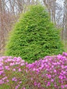 forest edge of pink Rhododendron flowering bush with evergreen in Spring