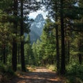 scenik forest trail leading Royalty Free Stock Photo