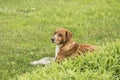 Scent hound dog closeup Royalty Free Stock Photo