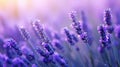 scent lavender flower Royalty Free Stock Photo