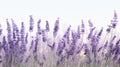 scent lavender palette flowers Royalty Free Stock Photo