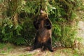 A big female grizzly bear scratches her back on a tree Royalty Free Stock Photo