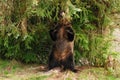 A big female grizzly bear scratches her back on a tree Royalty Free Stock Photo