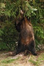 A big female grizzly bear scratches her back on a tree Royalty Free Stock Photo