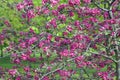 The scent of spring. The charm. Apple trees with red flowers. Royalty Free Stock Photo