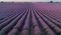 Scented flower heads in abundance at dusk generated by AI