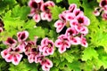 Scented Geranium Pelargonium Crispum in the garden