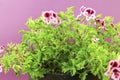 Scented Geranium Pelargonium Crispum on purple background