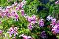 Scented Geranium, Pelargonium graveolens `Citronella` Royalty Free Stock Photo