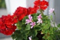 Scented geranium, scented pelargonium `Moskito-Schocker` blooms in July in a flower box on a windowsill. Berlin, Germany